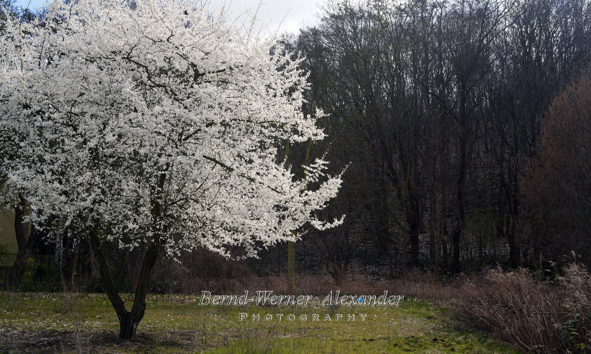 © Bernd-Werner Alexander Fine Art Photography